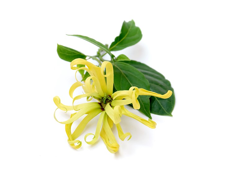 YLANG YLANG UÇUCU YAĞI